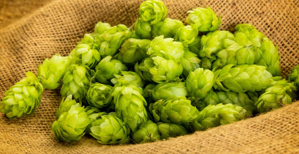 ブレンド285 ボトル写真