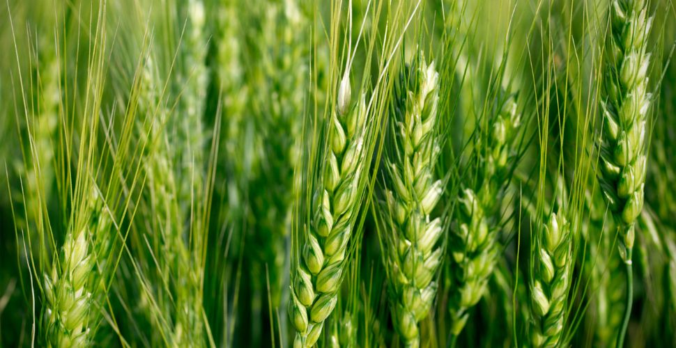 中国産ビール「青島IPA」