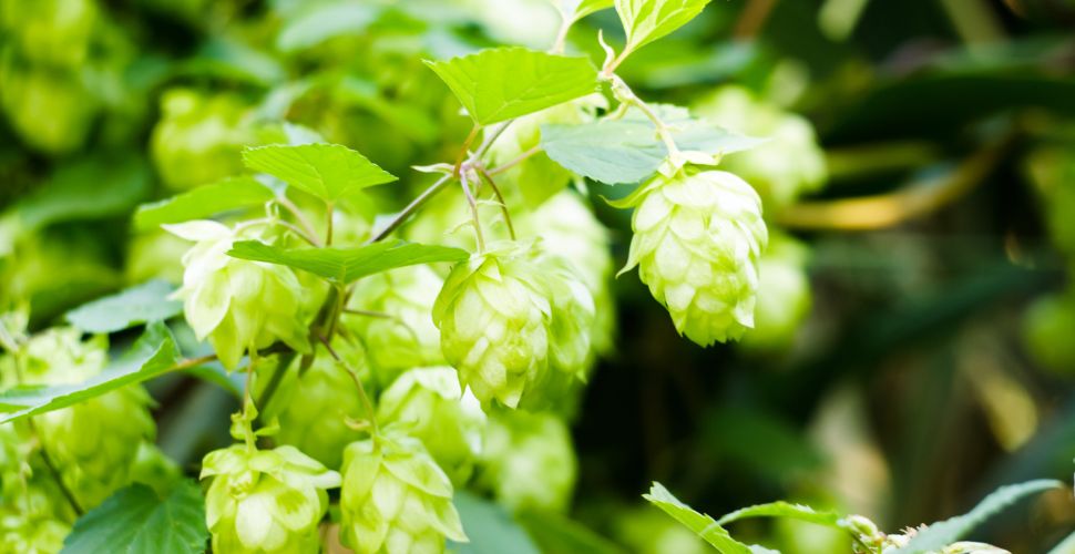 ブレンド285 ボトル写真