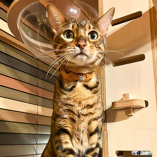 レザーリング猫首輪 キャメル わちふぃーるどダヤン : わちふぃーるど