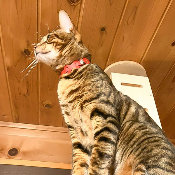 レザーリング猫首輪 赤 わちふぃーるどダヤン : わちふぃーるど Yahoo