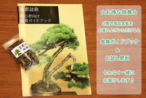 小品盆栽 寒木瓜 現品 特典付き かんぼけ v 遊恵盆栽 Yahoo 店 通販 Yahoo ショッピング