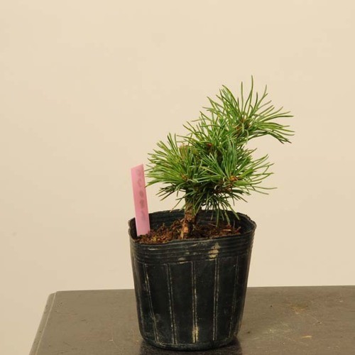 盆栽素材苗：五葉松・明星【現品】*Myojyo : 遊恵盆栽 Yahoo!店 - 通販