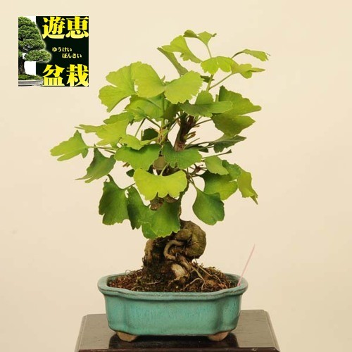 中品盆栽：イチョウ【現品】*【送料無料】 : 遊恵盆栽 Yahoo!店 - 通販