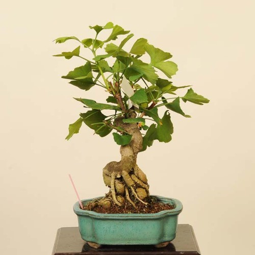 中品盆栽：イチョウ【現品】*【送料無料】 : 遊恵盆栽 Yahoo!店 - 通販