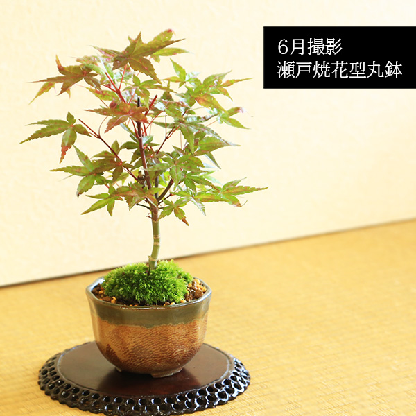 小品盆栽：出猩々もみじ*苔付き(信楽焼鉢 瀬戸焼花型丸鉢) 鉢が選べる