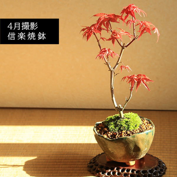 小品盆栽：出猩々もみじ*苔付き(信楽焼鉢 瀬戸焼花型丸鉢) 鉢が選べる