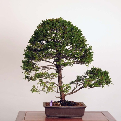 中品盆栽：津山桧【現品】*Tsuyama-Hinoki【送料無料】【大型
