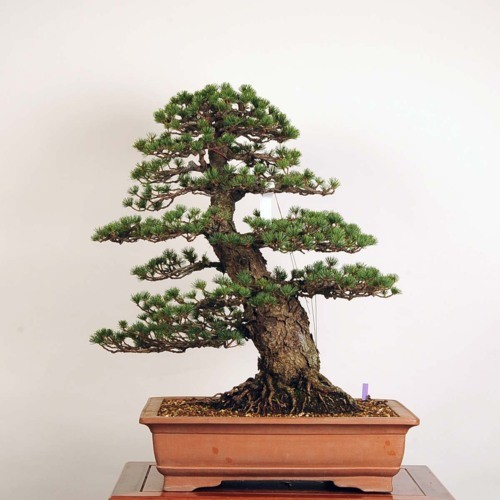 瑞祥　五葉松　(模様木)　大品盆栽 大品盆栽：五葉松(ゴヨウマツ)瑞祥(ずいしょう)【現品】*【佐川便配送