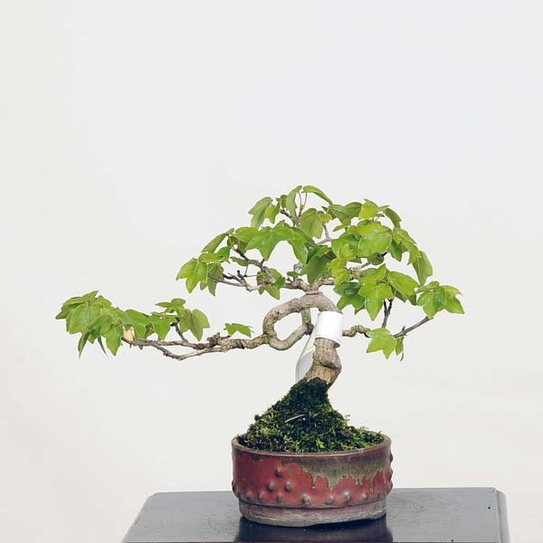 ミニ盆栽：宮様楓 現品*かえで カエデ Kaede 送料無料 : 遊恵盆栽