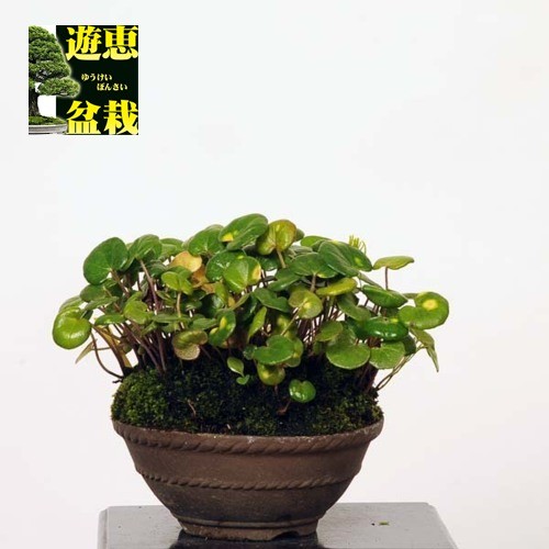 盆栽鉢　小品盆栽　山野草 dショッピング |（山野草）苔盆栽 おまかせ山野草 ミニ小鉢植え
