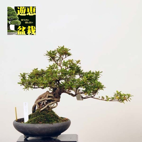 中品盆栽：皐月(貴公子)【現品】*さつきSatsuki【送料無料