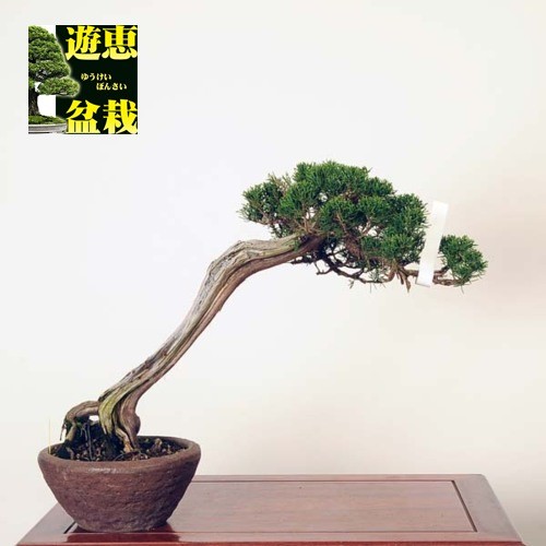 中品盆栽：糸魚川真柏【現品】*Shinpaku【送料無料】 : 遊恵盆栽 Yahoo