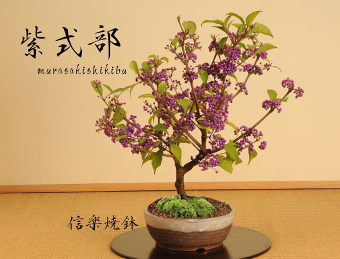 中品盆栽：紫式部(信楽焼鉢)*実物秋あきbonsai : y1074 : 遊恵盆栽 Yahoo!店 - 通販 - Yahoo!ショッピング