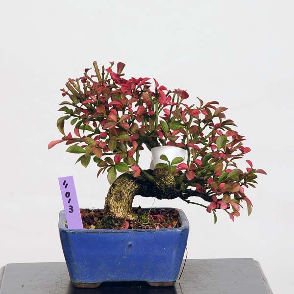 ミニ盆栽：こまゆみ 現品*コマユミ Komayum i送料無料 : 遊恵盆栽