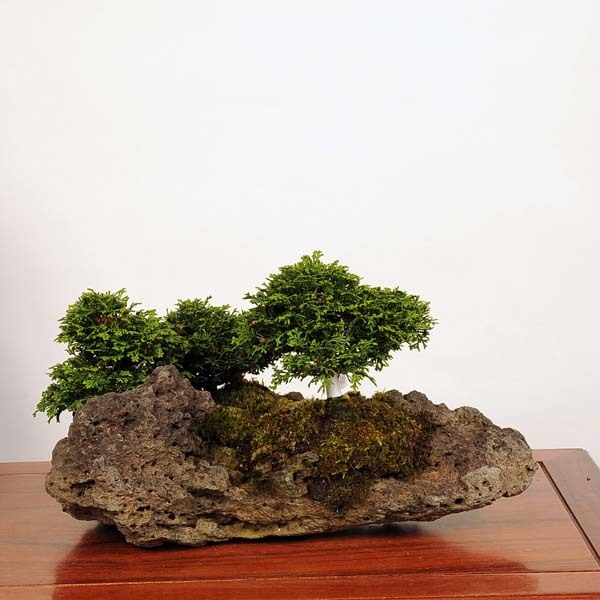津山檜 石付盆栽　樹高33cm 全高40cm 11043-20v.jpg