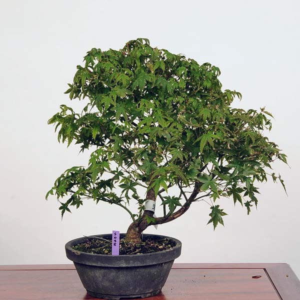 中品盆栽：清姫紅葉 現品*もみじ モミジ Momiji 送料無料 : 遊恵盆栽