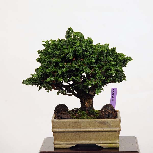 小品盆栽：特選石化桧(ひのき) 現品 *ヒノキ Hinoki 送料無料 :11062-20v:遊恵盆栽 !店 通販  