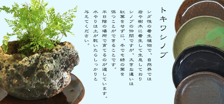 【山野草】トキワシノブ　【特大株】　鉢ごと発送 山野草：トキワシノブ石付（ゆうき祥石 受け皿付）* しのぶ夏