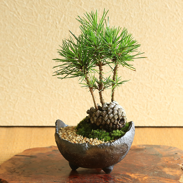 ミニ盆栽：松ぼっくりん*＜黒松＞（国産木の葉鉢)苔と砂付き 景色盆栽