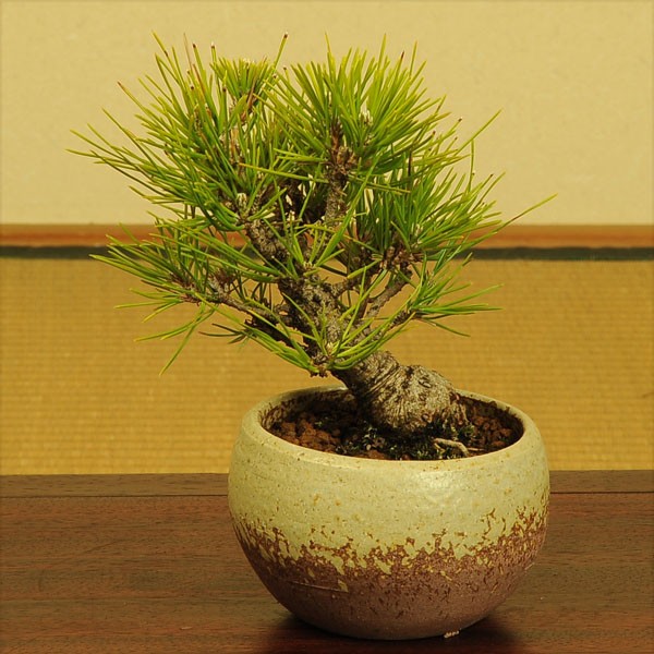 ミニ盆栽：迎春三河黒松（瀬戸焼)*【送料無料】受け皿＆ピック付きbonsai :1496:遊恵盆栽 Yahoo!店 - 通販 -  Yahoo!ショッピング