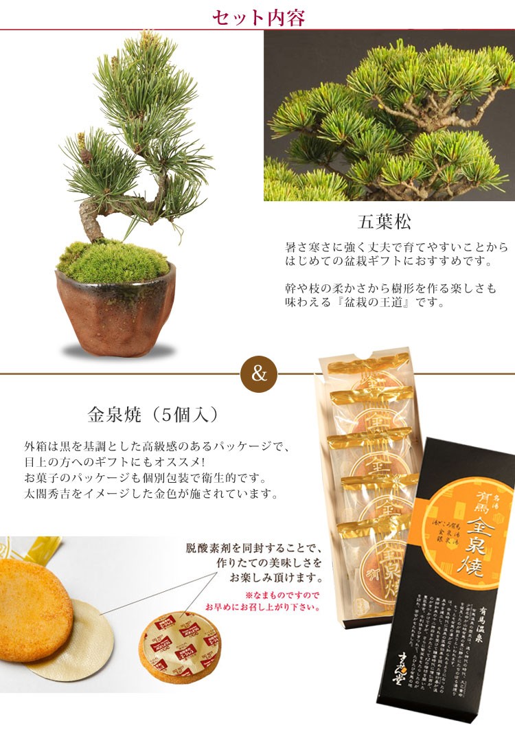 ミニ盆栽:五葉松&金泉焼セット 瀬戸焼鉢* 祝 ギフト gift ミニ盆栽:五葉松&金泉焼セット 瀬戸焼鉢* 祝 ギフト gift