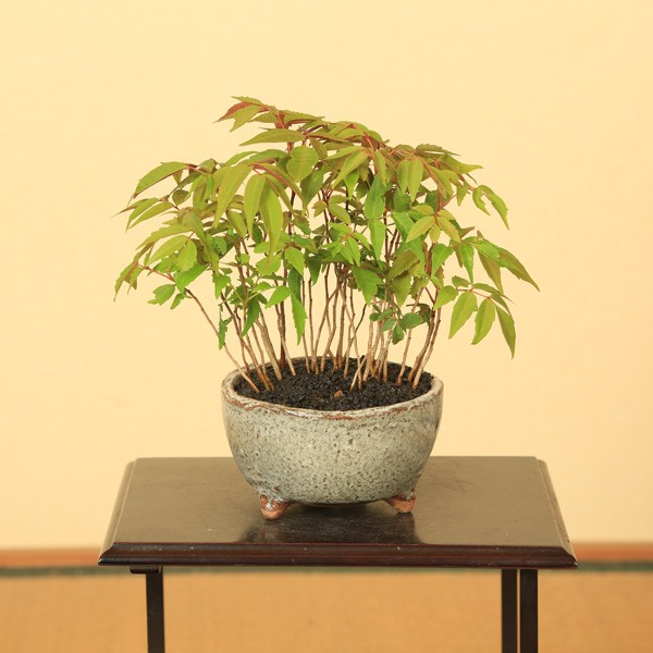 盆栽：はぜ寄せ植え*(信楽焼小鉢・富士砂)秋鉢植え紅葉bonsai : 遊恵