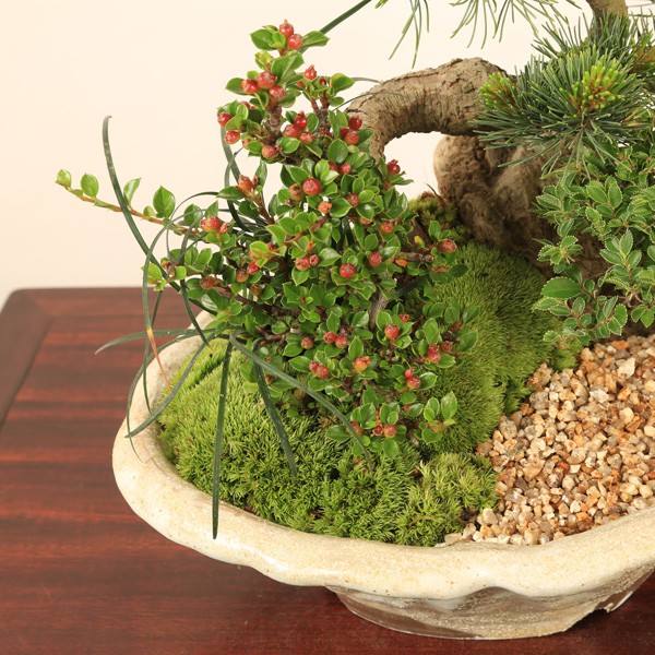 盆栽：五葉松・にれけやき寄せ植え*お誕生日 御祝 ギフト gift