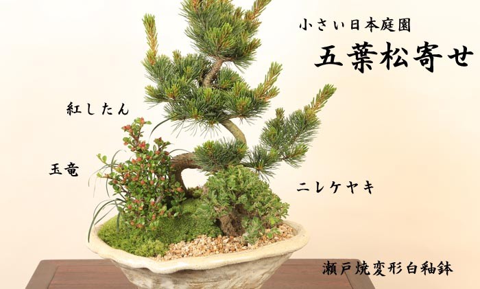 盆栽：五葉松・にれけやき寄せ植えE*お誕生日 御祝 ギフト gift
