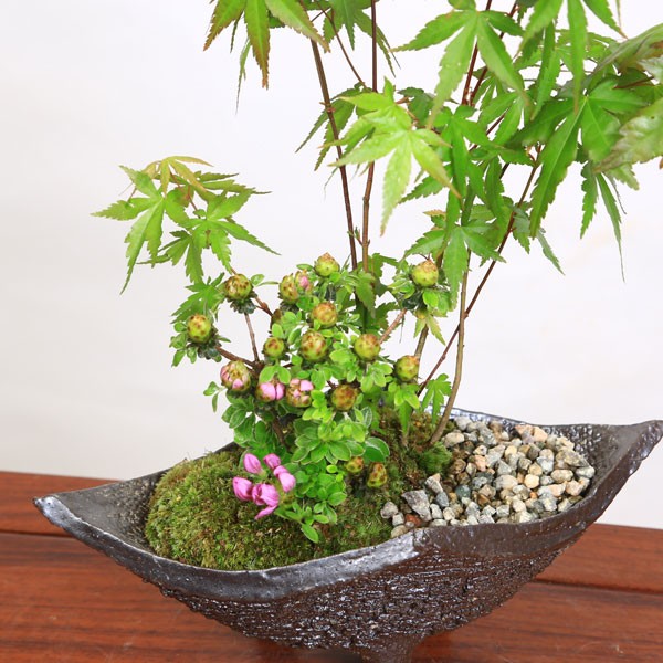 桜の豪華寄植え 落ち葉型 信楽焼鉢 12号の盆栽を販売｜盆栽妙