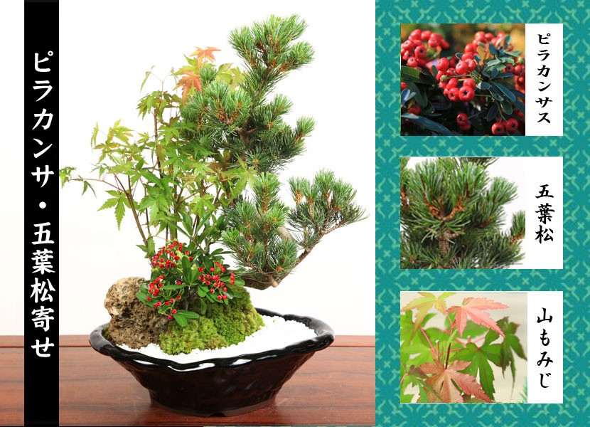 ピラカンサス盆栽 青い陶器鉢付き ピラカンサス盆栽 青い陶器鉢付き ピラカンサス盆栽 青い陶器鉢付き