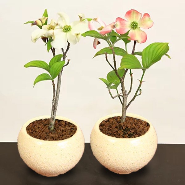 母の日ギフトミニ盆栽 母の日開花ハナミズキ ご予約受付中 花色選べる 花水木 プレゼント 鉢植え 鉢花 はなみずき 1525 遊恵盆栽 Yahoo 店 通販 Yahoo ショッピング