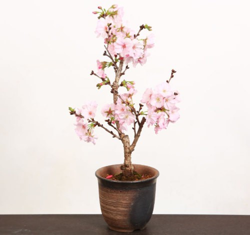 桜盆栽：御殿場桜(瀬戸焼金吹鉢)* (2024年開花終了)Sakura さくら お 