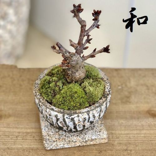桜盆栽：令和桜(スクエア受皿付鉢)*受け皿付・鉢色選べる(2021年春開花
