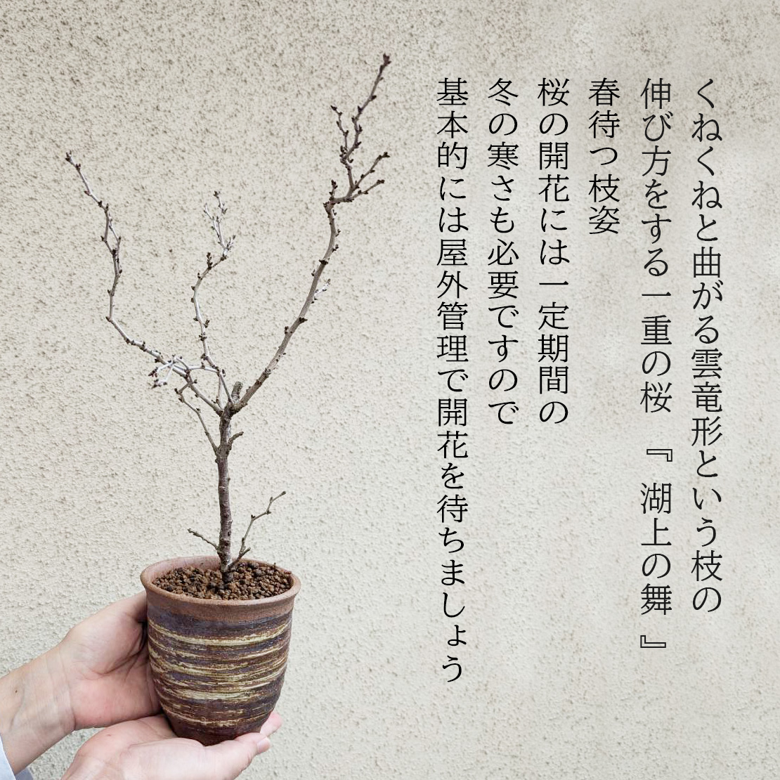 桜盆栽：湖上の舞(萬古焼イブシ深鉢)*(2026年春開花予定) 一重さくら
