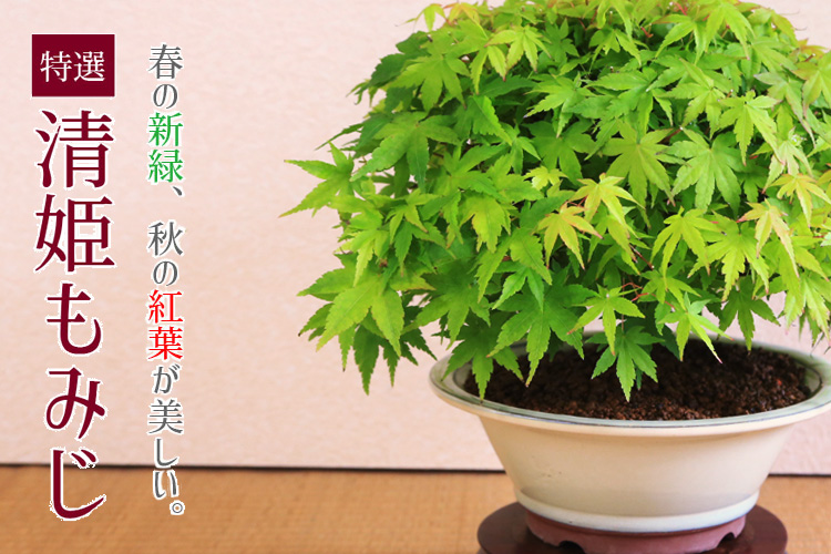 盆栽：特選清姫もみじ 瀬戸焼青鉢* 秋紅葉狩り鉢植えbonsai : 遊恵盆栽