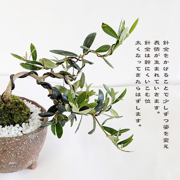 ミニ盆栽：オリーブの木盆栽*(信楽焼小鉢)(苔・寒水付)<数量限定