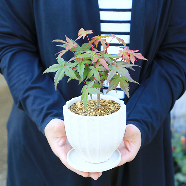 もみじ 鉢植えのおすすめ人気商品一覧 通販 - Yahoo!ショッピング