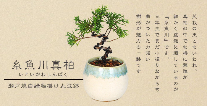 ミニ盆栽：糸魚川真柏（曲・3年生）*（瀬戸焼白緑釉掛け丸深鉢）お試し
