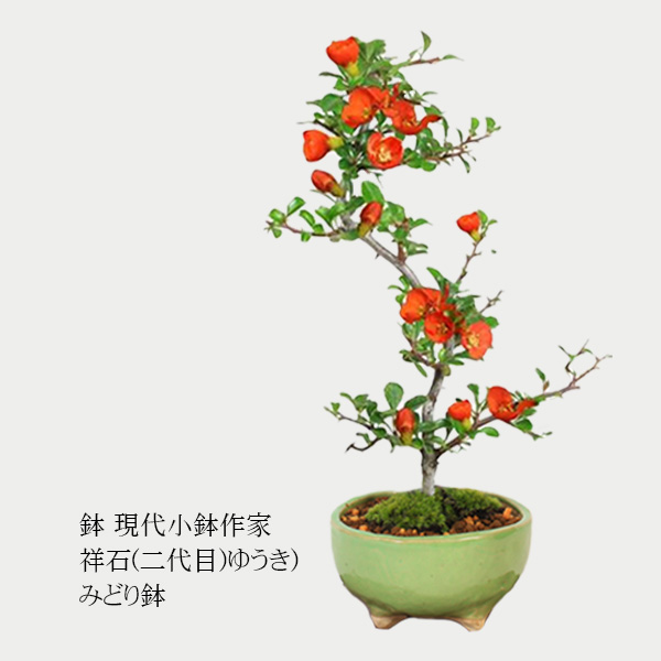盆栽鉢　⑰時代希少小品盆栽展記念鉢竹模様美豊作、瑞穂作織部竹模様2点山野草植木鉢 楽天市場】盆栽鉢 「高山染付山水図長方鉢」 植木鉢 絵付鉢 作家