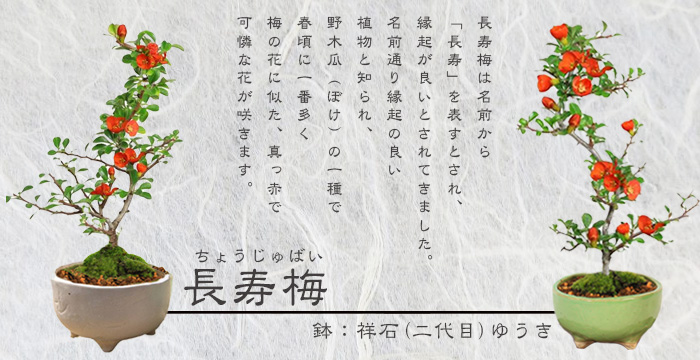 小品盆栽：長寿梅(鉢 現代小鉢作家 祥石(二代目)ゆうき)*鉢が
