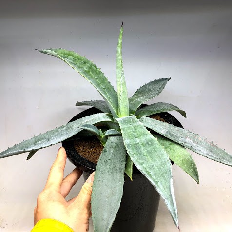 多肉植物：アガベ アメリカーナ*幅38cm 現品！一品限り : 遊恵盆栽