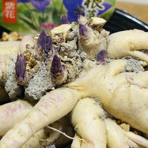 宿根草 花苗：桔梗 紫花*キキョウ ききょう 4号 : 遊恵盆栽 Yahoo!店