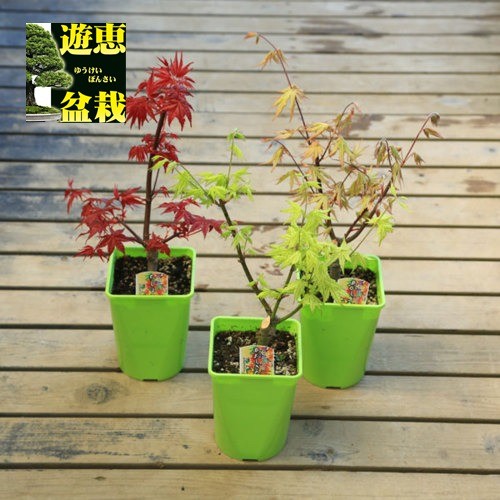 Ginkoi様 モミジ苗木　4本 Ginkoi様 モミジ苗木 4本 楽天市場】庭木・植木 庭木苗：小紋錦