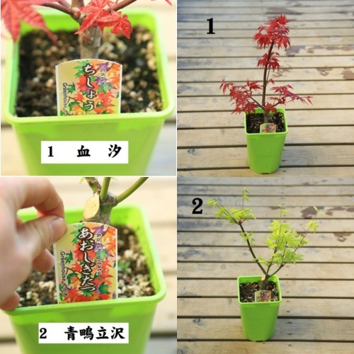 Ginkoi様 モミジ苗木　4本 Ginkoi様 モミジ苗木 4本 楽天市場】庭木・植木 庭木苗：小紋錦