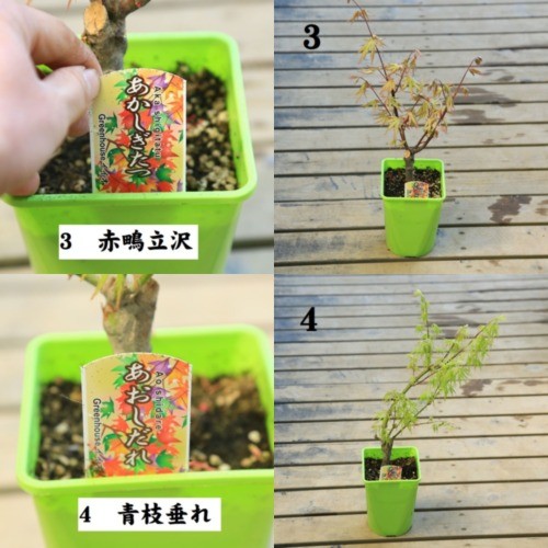Ginkoi様 モミジ苗木　4本 Amazon.co.jp: 庭木・植木 庭木苗：猩々野村モミジ（しょう