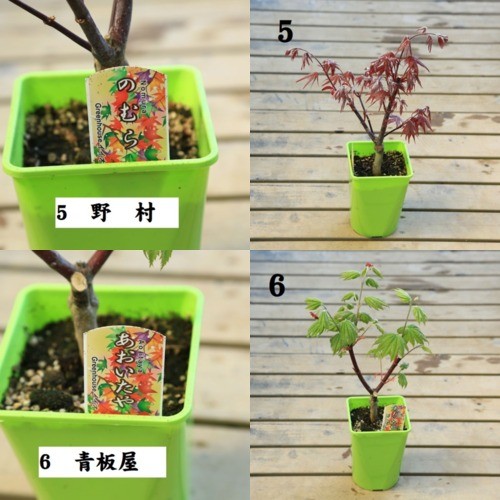苗：もみじ* 4号 各種 モミジ : 遊恵盆栽 Yahoo!店 - 通販 - Yahoo
