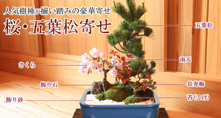 盆栽：桜・五葉松寄せ植え*＜青長方鉢＞(2025年春開花予定)鉢植え 寄せ植え祝いgift 誕生日祝 御祝 春 bonsai : f60040 : 遊恵 盆栽 Yahoo!店 - 通販 - Yahoo!ショッピング