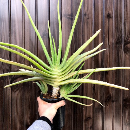 多肉植物：アロエ ベラ錦*葉幅55cm 現品！一品限り ※下葉に日焼け