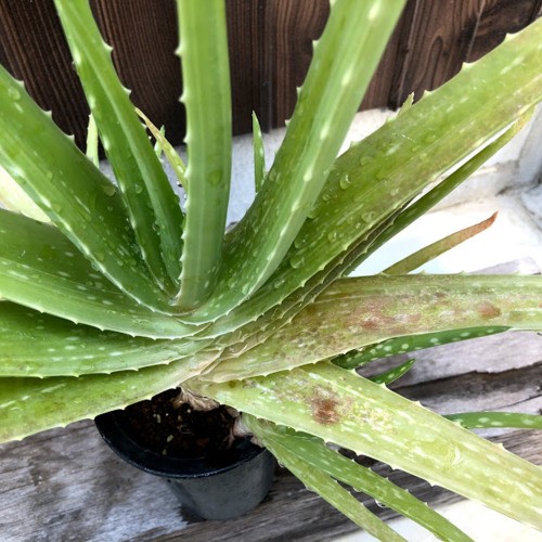 多肉植物：アロエ ベラ錦*葉幅55cm 現品！一品限り ※下葉に日焼け
